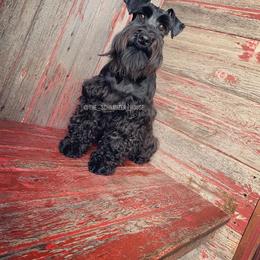 Lacy - Miniature Schnauzer