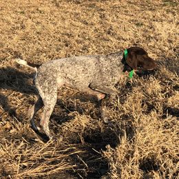 Scarlett  - German Shorthaired Pointer
