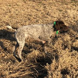 Scarlett  - German Shorthaired Pointer