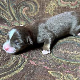 Girl 2 - Red tri female Miniature Australian Shepherd puppy in Hokes Bluff, Alabama from Alegria Toy Aussies