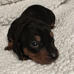 Conner - Black and tan male Dachshund puppy in Dayton, Ohio from Jen's Mini Dachshunds