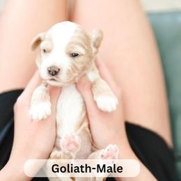 Goliath - Apricot male Goldendoodle puppy in Punta Gorda, Florida from Transformation Acres Goldendoodle