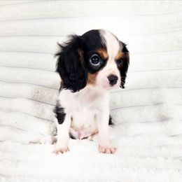 Pringles - Tri-color male Cavalier King Charles Spaniel puppy in Wilburton, Oklahoma from My Kids Kennel