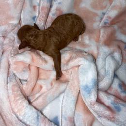 Girl 2 - Red  female Poodle puppy in Hernando Beach, Florida from Minipupps