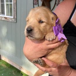 Purple Collar - Female 3 - Golden female Golden Retriever puppy in Bonanza, Oregon from Gold 'N Dust Ranch