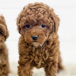 Cavapoos, Goldendoodles, and Poodles from Pawsitively Perfect Pup Co.