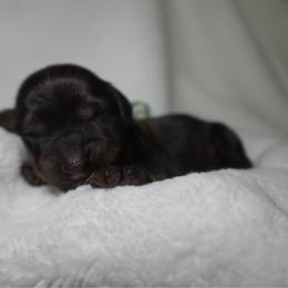 Maverick - Red male Dachshund puppy in Texarkana, Texas from Lolo&CoDachshunds
