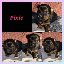 Pixie - Black and tan female Yorkshire Terrier puppy in Andersonville, Tennessee from Working W Kennels