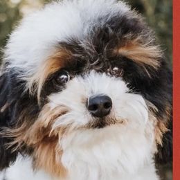 Buster - Bernedoodle