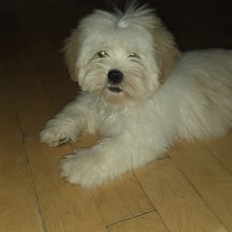 Peaches - White male Lhasa Apso puppy in Naples, Florida from Deborah's Lhasa Apsos