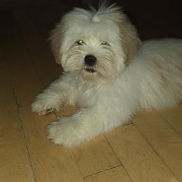 Peaches - White male Lhasa Apso puppy in Naples, Florida from Deborah's Lhasa Apsos