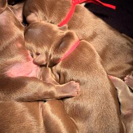 Red collar rojo - Liver female French Bulldog puppy in Jefferson City, Missouri from Central Frenchie Haven