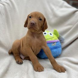 Alien - Golden rust male Vizsla puppy in Bloomington, Indiana from Envizion