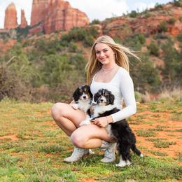 Aussiedoodle puppies from Kae's Kennels