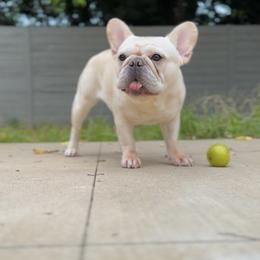 Pixie - French Bulldog