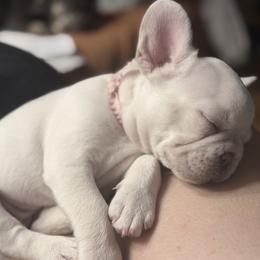 French Bulldog Puppies from DaSilvas Estrella AKC