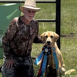 Labrador Retriever All Grown Up from J&G Consulting