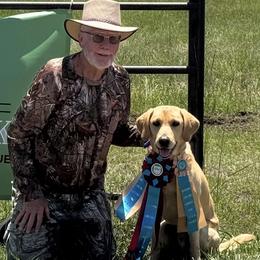 Labrador Retriever All Grown Up from J&G Consulting