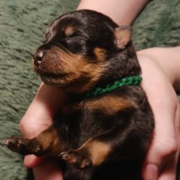 Rottweiler puppies from Roman's Empire Rottweilers