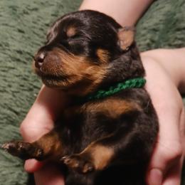 Rottweiler puppies from Roman's Empire Rottweilers