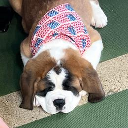 Legolas - Mahogany and white male Saint Bernard puppy in Double Springs, Alabama from St Bernard Kingdom, LLC