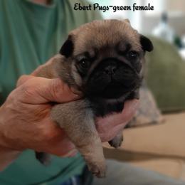 Liberty - green collar - Fawn female Pug puppy in Saint Helens, Oregon from Ebert Golden Retrievers & Pugs