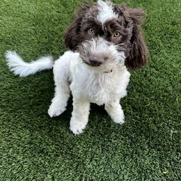 Fennel - Chocolate male Australian Labradoodle puppy in Saratoga Springs, Utah from Saratoga Springs Doodles