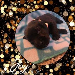 Joy - White Collar - Black female Labrador Retriever puppy in Sumerduck, Virginia from Cedar Mountain Retrievers