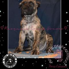 RIP Wheeler - Tiger male Perro de Presa Canario puppy in El Paso, Texas from Mesquite Creek Kennels