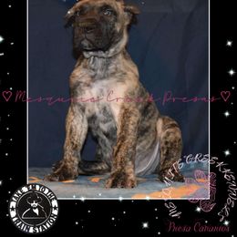 RIP Wheeler - Tiger male Perro de Presa Canario puppy in El Paso, Texas from Mesquite Creek Kennels