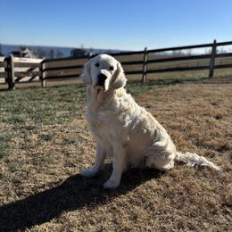 Boots - Golden Retriever