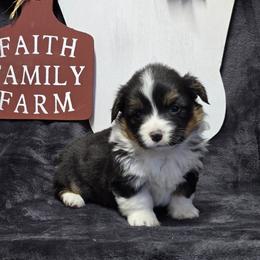 PiNK female - Black and tan female Pembroke Welsh Corgi puppy in Harrisburg, Illinois from Parish Corgis