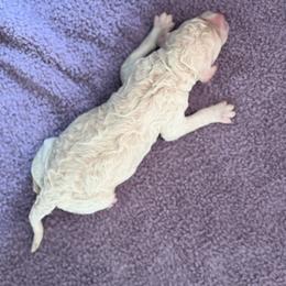 Ray - Cream male Poodle puppy in St. Johnsbury, Vermont from Poodles of the Northern Woods