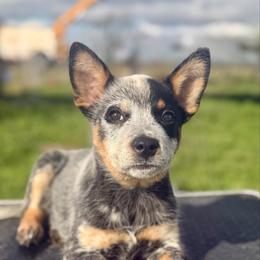 Megatron - Blue mottled male Australian Cattle Dog puppy in Rosharon, Texas from 4Surge Cattle Dogs