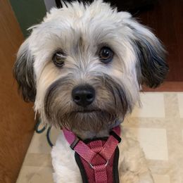 Lani - Havanese