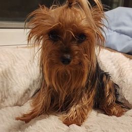 Yorkshire Terrier Puppies from Jazmin Petruchik