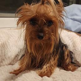 Yorkshire Terrier Puppies from Jazmin Petruchik