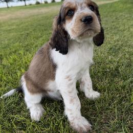 The Winner Takes It All - Black white and tan male English Springer Spaniel puppy in Aberdeen, Idaho from vom King-Charles