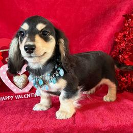 Indigo - Black and cream male Dachshund puppy in Lincoln, Arkansas from Red Dirt Dachshunds