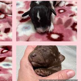 Poodles and Toy Australian Shepherds from Texas Kissed K9s