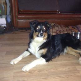 Australian Shepherd All Grown Up from Shallowbrook Farm