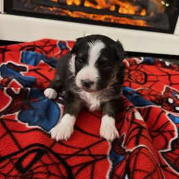Little boy - Black tri male Toy Australian Shepherd puppy in Mineral Wells, Texas from BMNM2 Toy Aussies