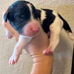 Boy 1 - Black and white male Bernedoodle puppy in Marlow, Oklahoma from Crider’s Critters