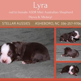 Lyra - Red tri female Miniature Australian Shepherd puppy in Asheboro, North Carolina from Stellar Aussies