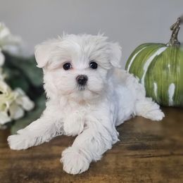 Yellow Collar Girl - White female Maltese puppy in Guyton, Georgia from Fluff Town Puppies, LLC