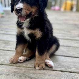 Bernedoodle Puppies from Cove Creek Companions