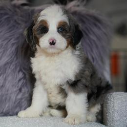Bellweather - Merle female Bernedoodle puppy in Dundee, Ohio from Down Home Doodle