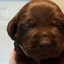 Boy 5 - Chocolate Labrador Retriever puppy in Troup, Texas from Cornerstone kennels
