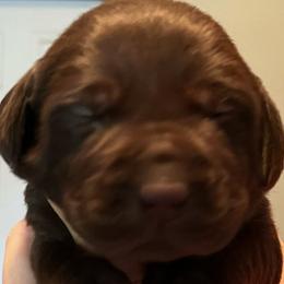 Boy 5 - Chocolate Labrador Retriever puppy in Troup, Texas from Cornerstone kennels