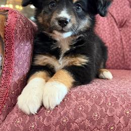 Sunny - Black tri female Miniature Australian Shepherd puppy in Licking, Missouri from Burnett Aussies